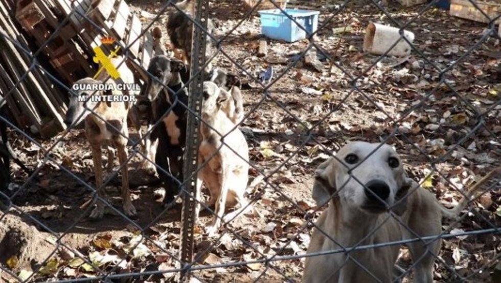 Los perros del hombre que está siendo investigado por maltrato animal.