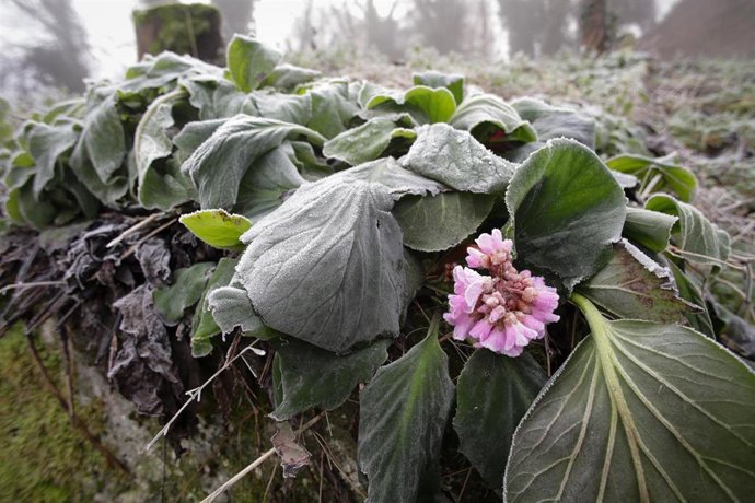Archivo - Plantas heladas.