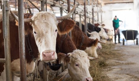 notibrasil sociedade