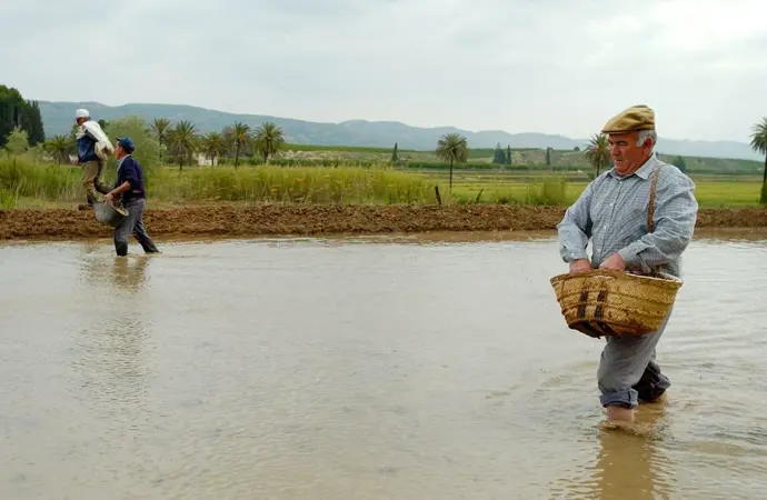 Siembra del arroz en el coto arrocero