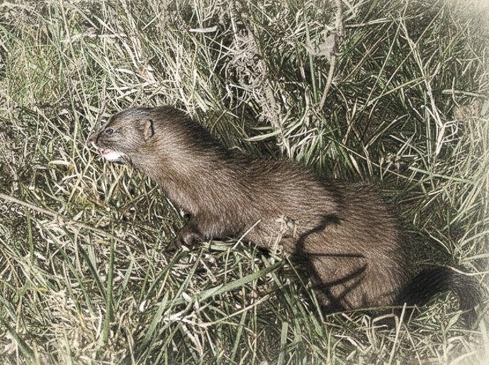 Ejemplar de visón europeo.