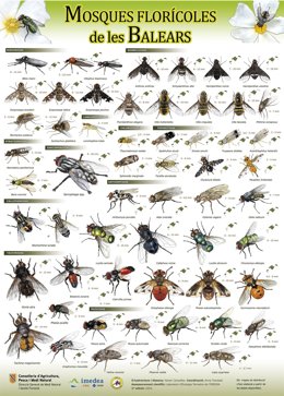 El Govern y el Imedea editan el último póster de la colección sobre los polinizadores de las Baleares