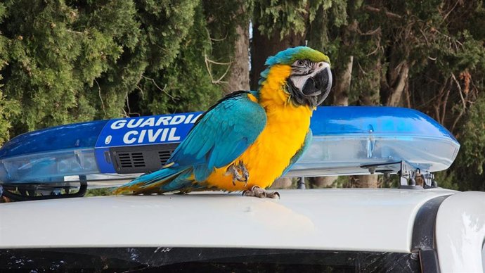 Imagen del guacamayo recuperado este sábado en la Ribera.