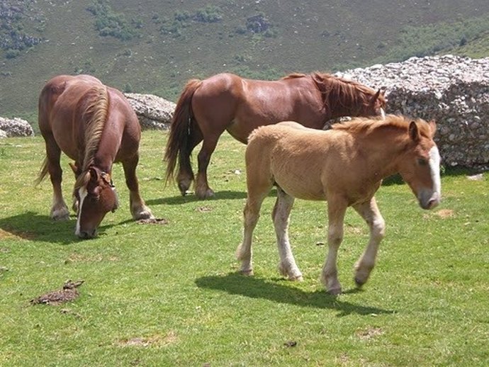 Archivo - Caballos Raza Hispano-Bretona