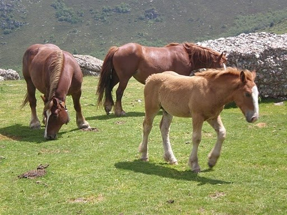 Criadores de Hispano-Bretón reclaman al Principado más recursos y advierten del riesgo de perder ayudas de la PAC
