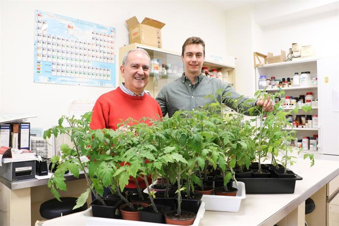 Científicos de la ULE revelan que el lanzamiento de polen en algunas plantas puede acercarse a los 560 km/h