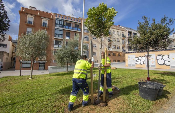 Archivo - Huelva.- El Ayuntamiento de Huelva organiza el Primer Encuentro de Arboricultura Urbana 