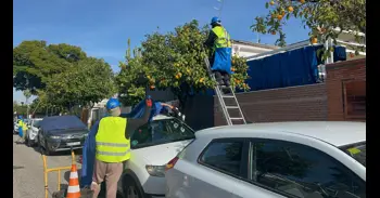 El Ayuntamiento de Sevilla prevé recoger cerca de siete millones de kilos de naranja amarga en la campaña 2025-2026