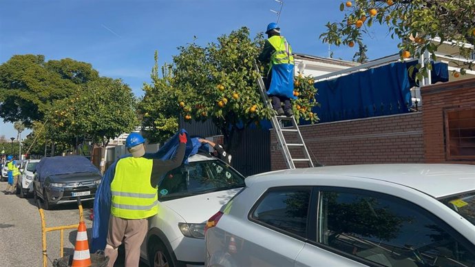 Recogida de naranja amarga en Sevilla.