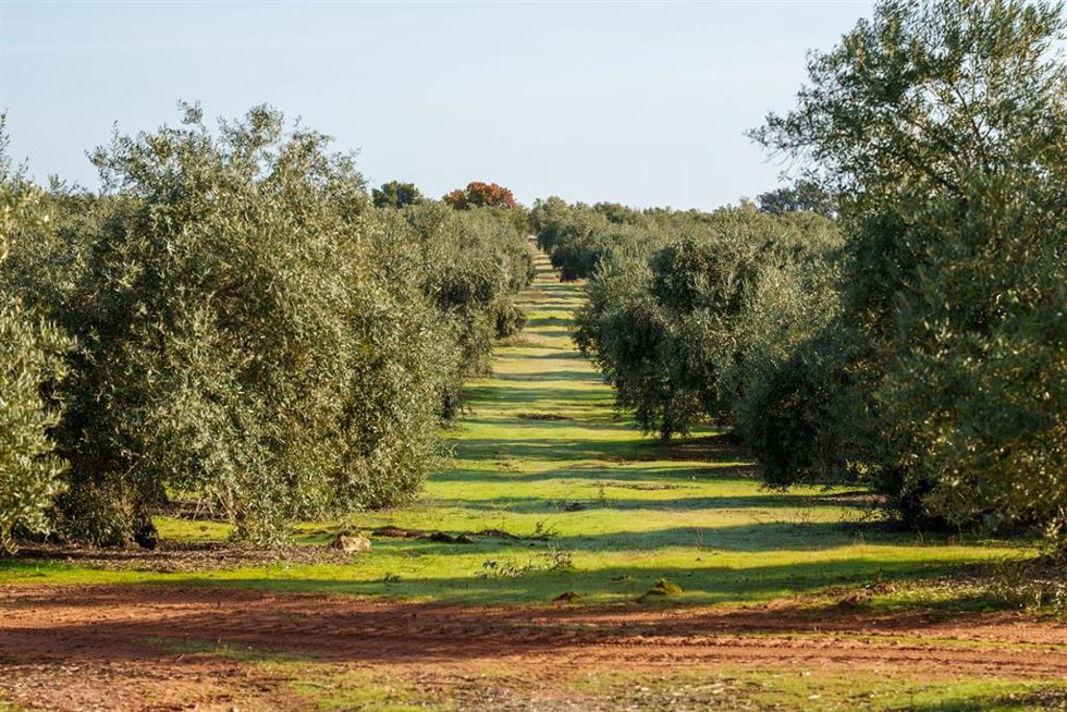 Imagen de archivo de campos de olivos en las sierras andaluzas. 