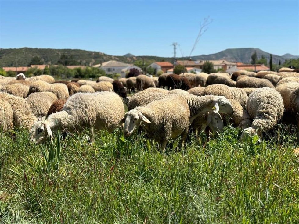 Ovejas, cabaña ovina.