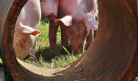 EpAgro - Unión Europea