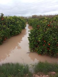 Asociaciones agrarias cifran en tres millones de euros los daños de las lluvias en los cultivos de siete comarcas