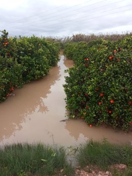 Lluvias de 28 de diciembre en el campo valenciano