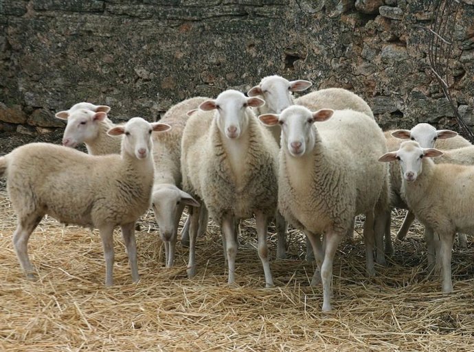 El Govern abona más de 22 millones de euros al sector primario de las Baleares en diciembre