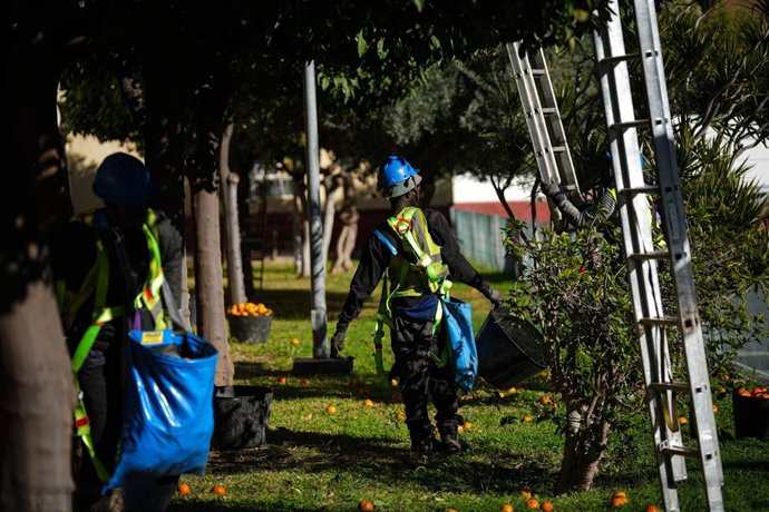 Operarios de Parques y Jardines llevan a cabo la recogida de naranja amarga en Sevilla Este.