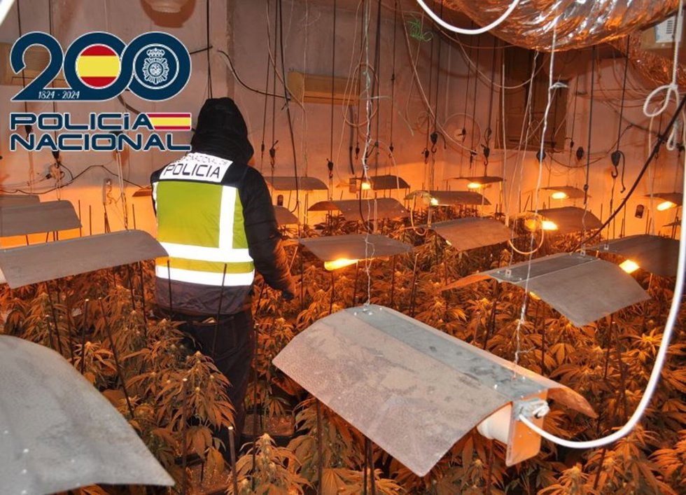 Desmantelamiento de plantación indoor de marihuana en el Altiplano de Granada