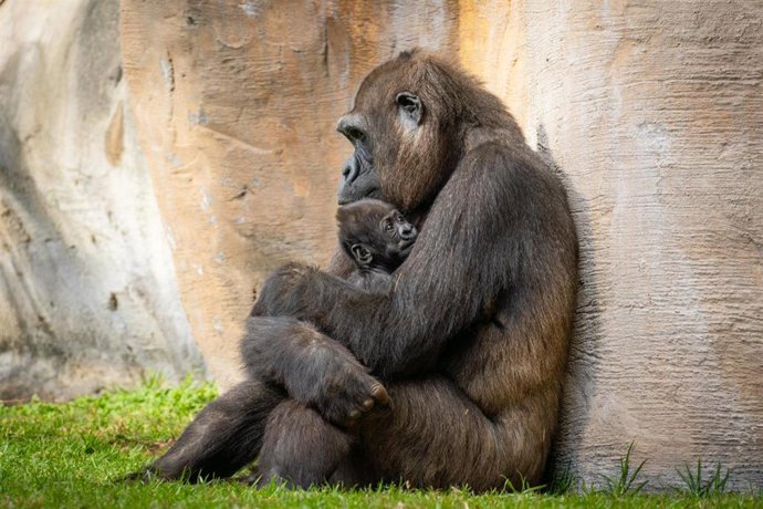 Ernie, el pequeño gorila nacido en Bioparc Fuengirola, cumple un mes