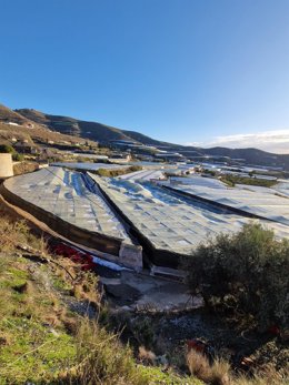 Daños del temporal en explotaciones agrarias en Carchuna (Motril, Granada)