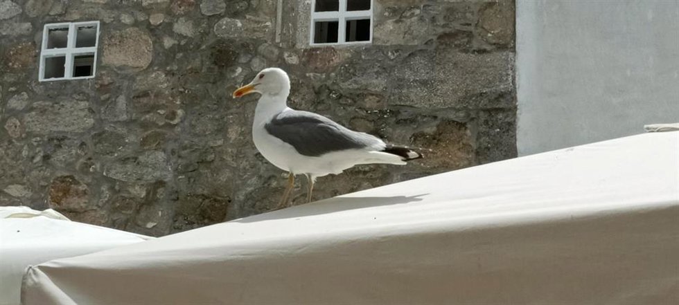 Archivo - Gaviota