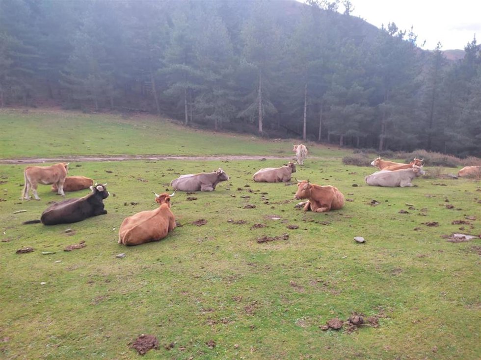 Vacas