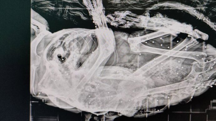 Prueba radiológica del gato con perdigones en su interior