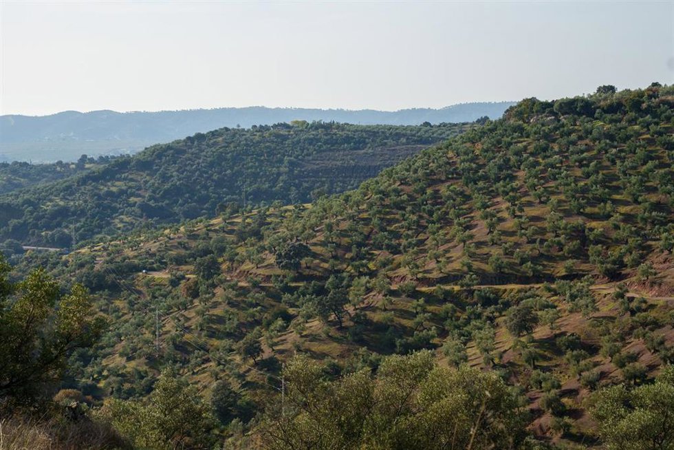 Imagen de archivo de campos de olivos en las sierras andaluzas.