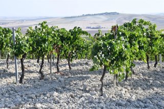 Viñedo en la provincia de Cádiz.