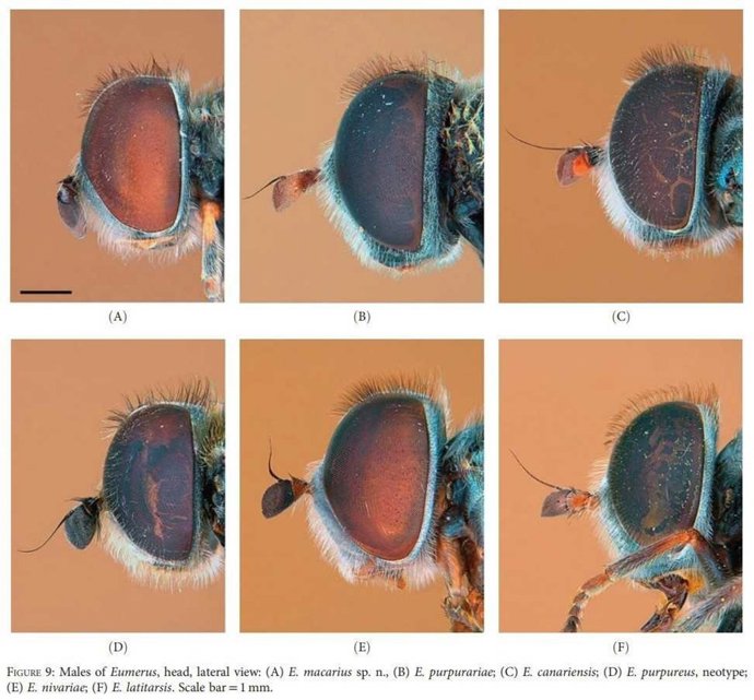 Eumerus macarius, nueva especie endémica descubierta en La Palma