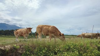 Archivo - Terneras asturianas en Llanes.