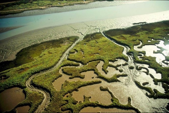 Archivo - Marismas del Odiel.