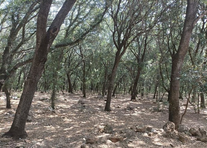 El Govern refuerza la lucha contra el 'banyarriquer' para proteger las encinas de Mallorca