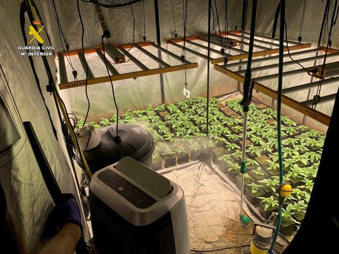 Imatge de la plantació a Asp