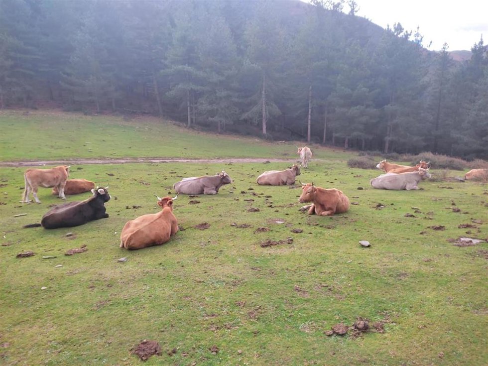 Imagen de animales