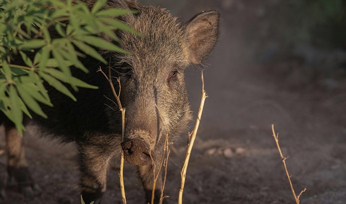 Imagen de ejemplar de jabalí.