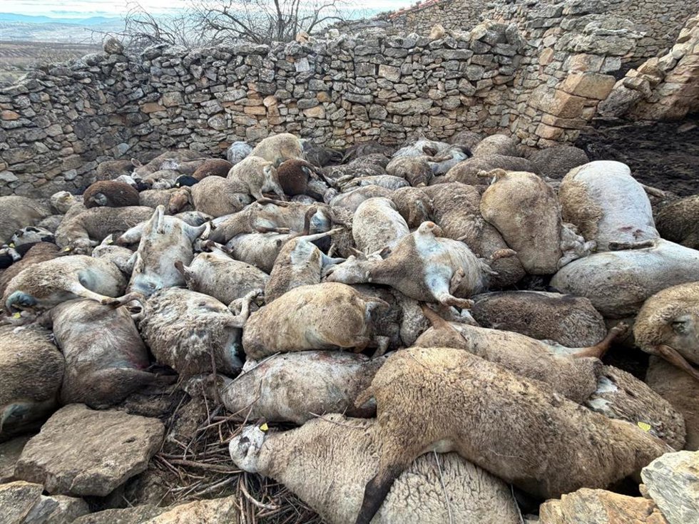 Ovejas muertas en Aras de los Olmos