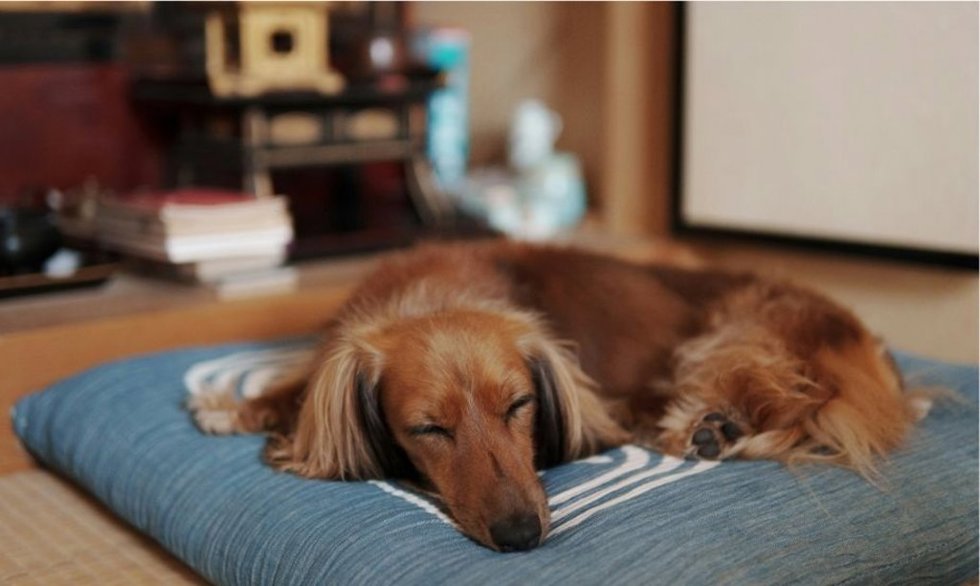 No es casualidad: el motivo por el que los perros dan vueltas antes de acostarse