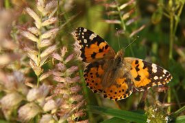 Foto: DELEGACIÓN DEL CSIC EN CATALUÑA