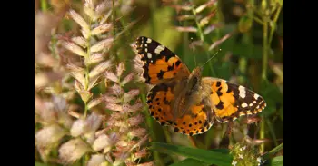 Científicos descubren que las mariposas migran en direcciones opuestas en cada hemisferio, un patrón inédito en insectos