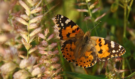 notibrasil sociedade
