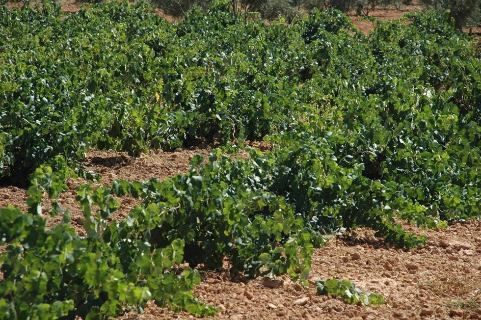 Archivo - Recursos de viñedos