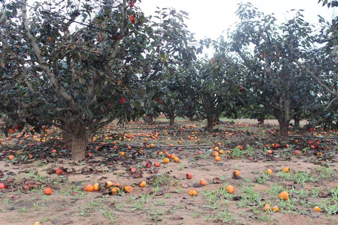 Daños en el campo por las incidencias meteorológicas