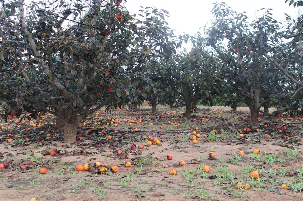 Daños en el campo por las incidencias meteorológicas