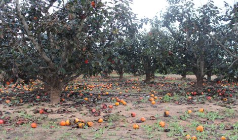 EpAgro - Agricultura