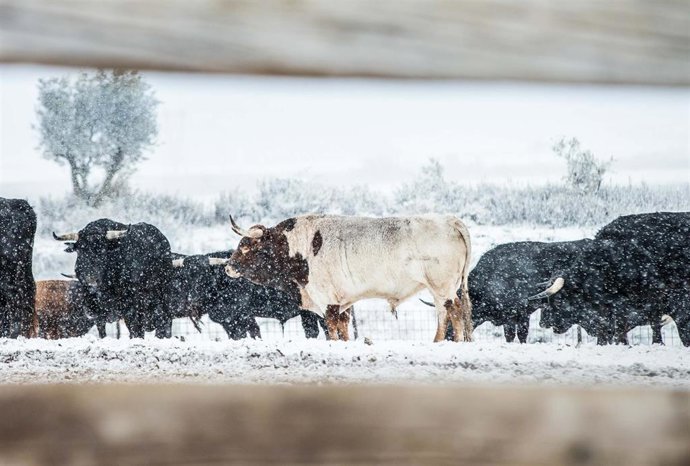 Archivo - Toropasión impacta en redes a las puertas de su 25º aniversario con una felicitación navideña que se ha vuelto viral.