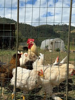Archivo - Gallo y gallinas.
