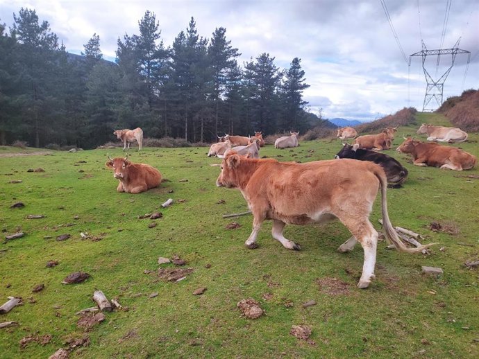 Archivo - Vacas en libertad en montes de Alonsotegi (Bizkaia)