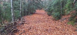 Archivo - La Comarca de Sobrarbe avanza en el proyecto de limpieza y recuperación de senderos 