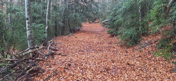 Archivo - La Comarca de Sobrarbe avanza en el proyecto de limpieza y recuperación de senderos 