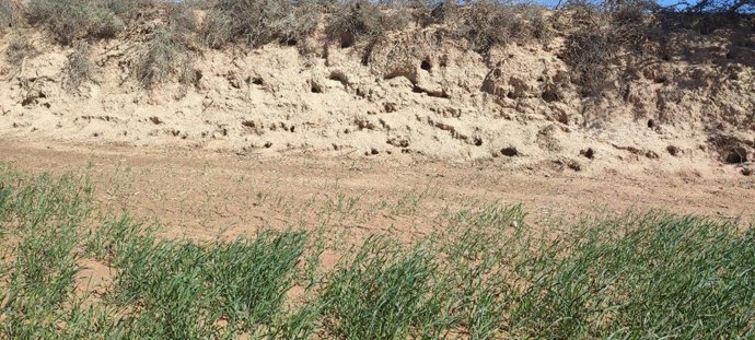 Hay cuatro líneas de ayudas